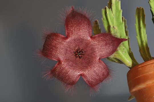 Stapelia grandiflora just blooming purple flower