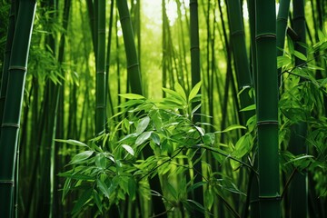 A serene bamboo forest with vibrant green leaves