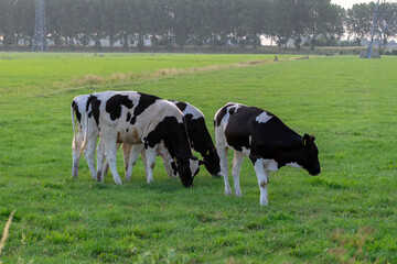 Group Of Cows At Abcoude The Netherlands 26-6-2023