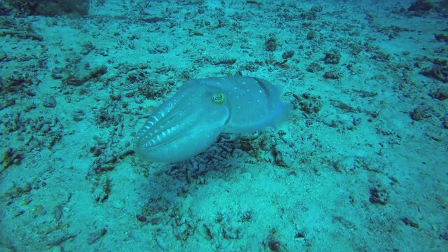 Mesmerizing cuttlefish swimming above the sandy ocean floor while flashing colors.
