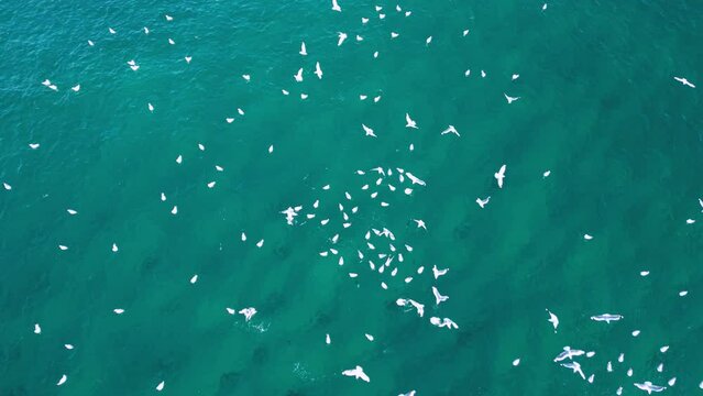 Migrating seabirds flock over the ocean surface chasing and feeding on school of fish. Drone view