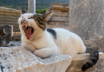cat on the historical place.