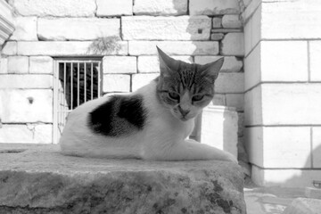 Cute stray cat is resting in the stone paving environment. black and white