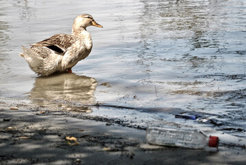 Wild duck and human trash