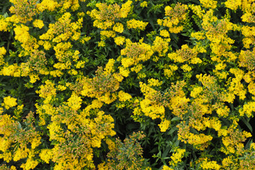 Yellow panicles of Solidago flowers or Canada goldenrod. Solidago canadensis background, top view