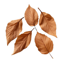 Top view of small group of  brown isolated dry leaves on a cutout PNG transparent background