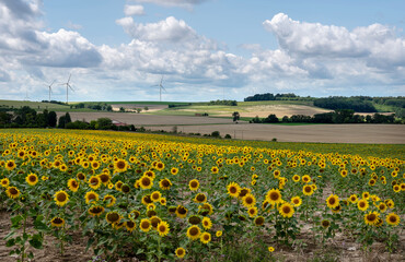 sunflower field and wind turbines in the north of france - 650625242