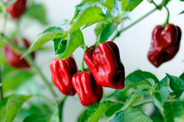 red habanero plant on white background, agriculture with habanero chili peppers, chili harvest in september and october in autumn, close-up of habanero chili pepper