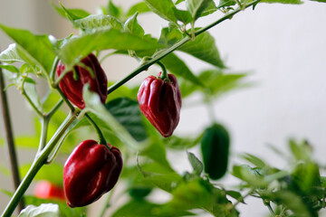 red habanero plant on white background, agriculture with habanero chili peppers, chili harvest in september and october in autumn, close-up of habanero chili pepper