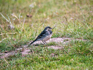 Juvenile Pied Wagtail Feeding in a Meadow