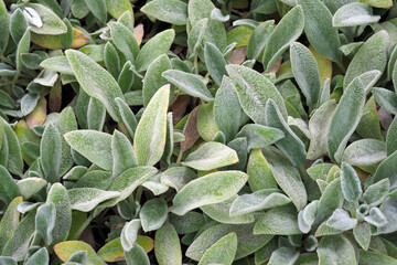 Stachys byzantina, Lamb's-ear or Woolly hedgenettle, green leaves background. Nature foliage, top view - 650626641