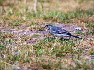 Juvenile Pied Wagtail Feeding in a Meadow
