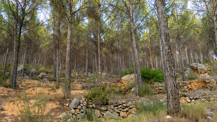 Rock formations, ancient agricultural terraces and thick pine forest on La Muela mountain in...