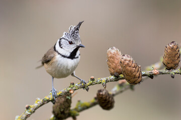 The crested tit or European crested tit (Lophophanes cristatus) (formerly Parus cristatus), is a passerine bird in the tit family Paridae.