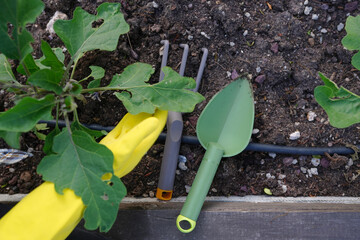  young woman Farming in the Garden on the Organic Farm.                     