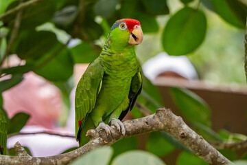 Views around Bird paradise , Mandai Reserve Singapore , Asia,