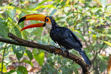 Views around Bird paradise , Mandai Reserve Singapore , Asia,