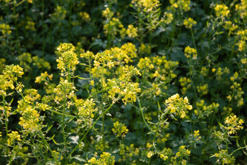 Fototapeta premium yellow flowers of the mustard