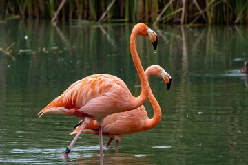 Views around Bird paradise , Mandai Reserve Singapore , Asia,