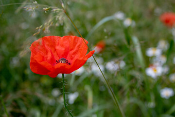 red poppy flower