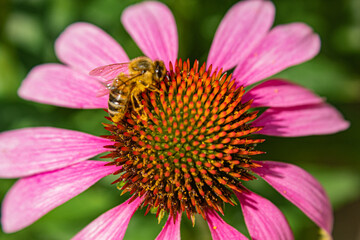 bee on pink flower