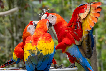 Views around Bird paradise , Mandai Reserve Singapore , Asia,