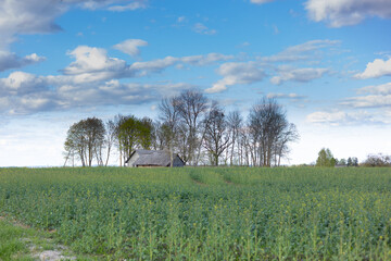 Clouds over the fields. Green field, wooden house on the horizon. Village landscape.