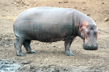 Hippo Hippopotamus amphibius Uganda
