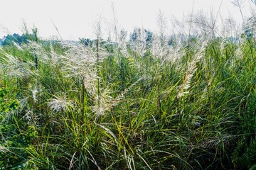 Grass canopy on the riverbank