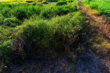 Grass canopy on the riverbank
