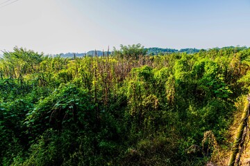 Grass canopy on the riverbank