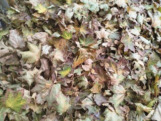 autumn leaves on the ground