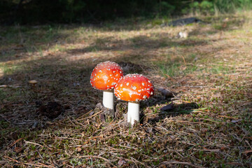 Toadstool 