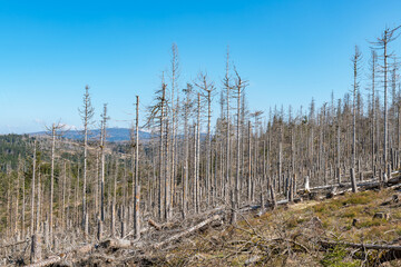 Waldsterben, abgestorbener Fichtenwald im Harz, Deutschland