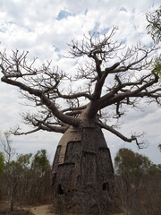 [Madagascar]  Baobab tree with patchwork pattern in morombe