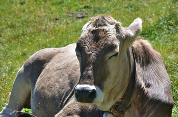 Close-up of a white and grey cow resting in the sun in a mountain pasture