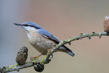 The Eurasian nuthatch or wood nuthatch (Sitta europaea) is a small passerine bird found throughout the Palearctic and in Europe.
