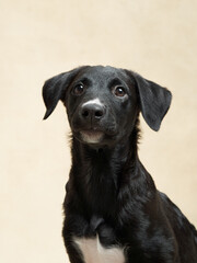 Happy black puppy on a beige background. Portrait of a dog in the studio. cute little pet. 