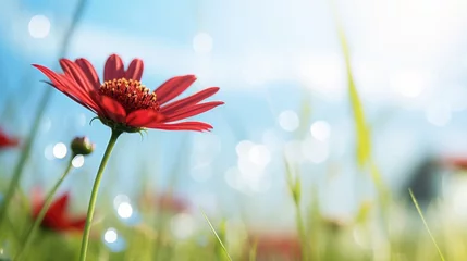 Deurstickers Gras Blooming red daisy flowers in a meadow with green grass and summer blue sky.