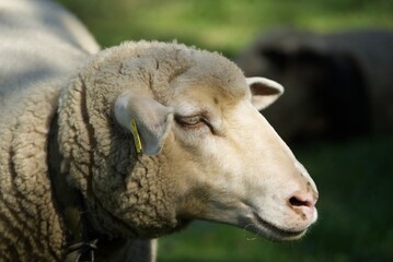 Obraz premium Portrait of a relaxed sheep in profile