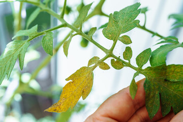 Tomato leaves affected by spider mites and aphids