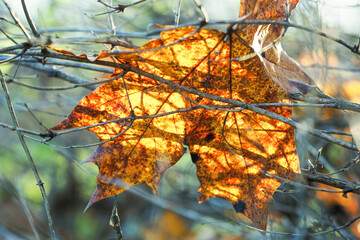 Fallen autumn maple leaf in the sun