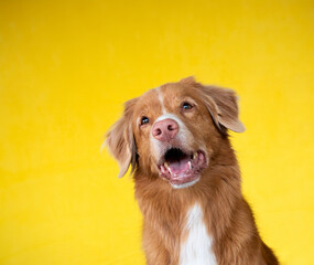 Cute red dog on a yellow background. Nova Scotia duck tolling retriever. Pet in the studio, canine fur portrait