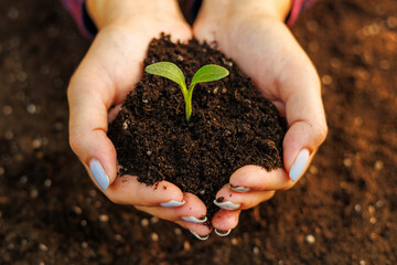Woman's hands holding young green seedling in soil, closeup