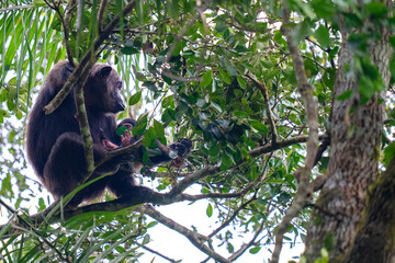 Chimpanzee female with baby in a tree
