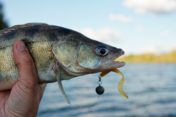 Fisherman's hand holding walleye