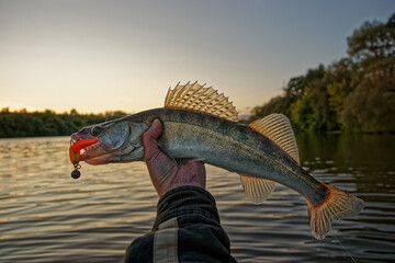 Big zander in fisherman's hand caught on handmade foam slug