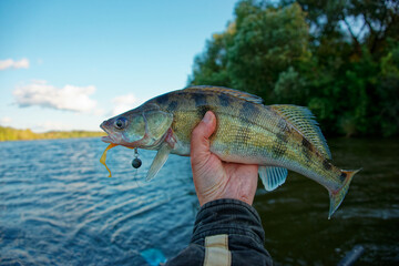 Fisherman holding walleye caught on river