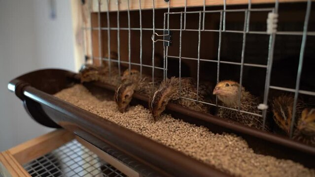 Young quail pecking feed from the feeder close-up