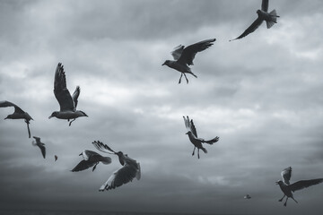 birds in flight